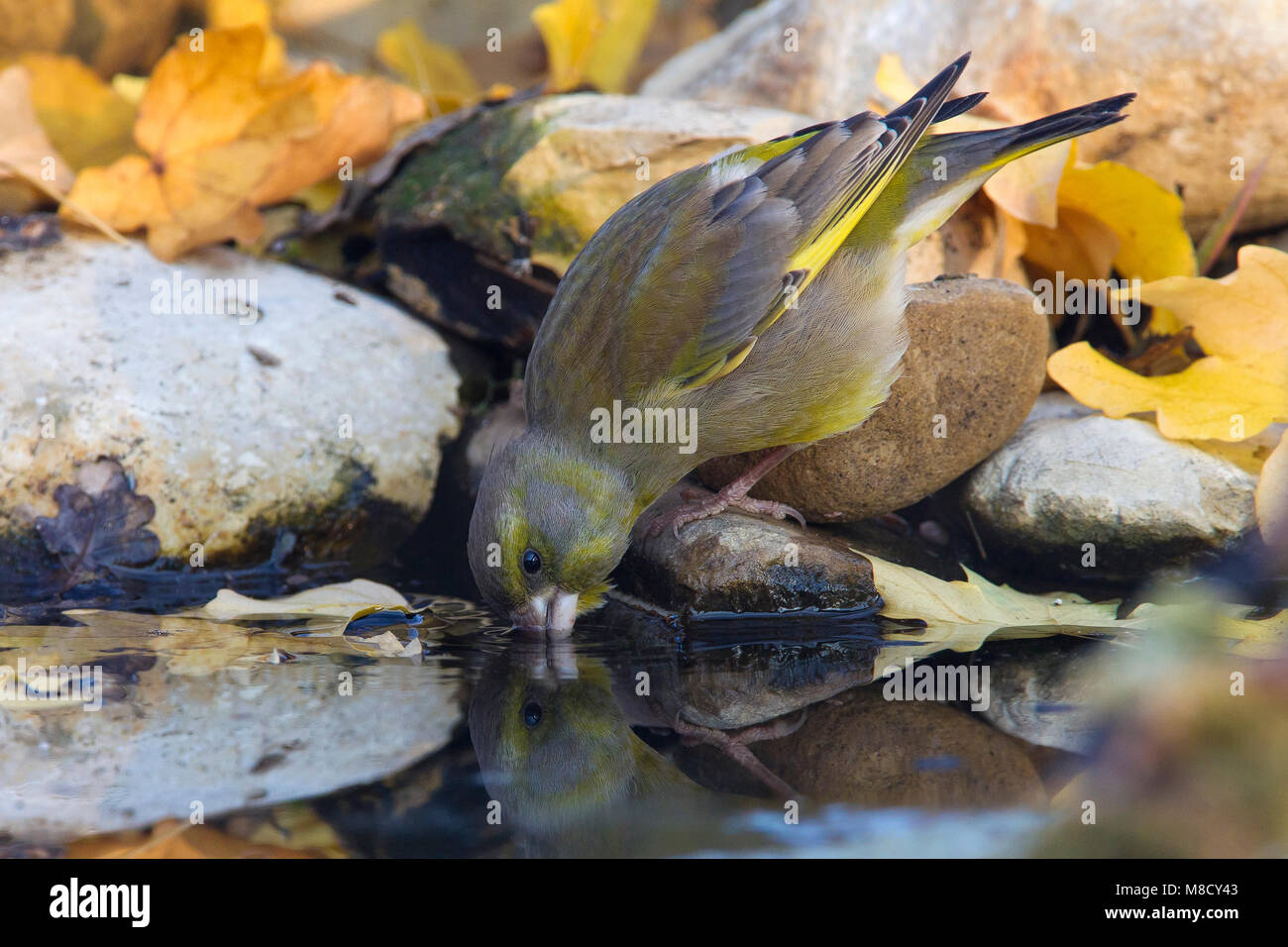 Drinkend mannetje Groenling, Trinken männliche Europäischen Grünfink Stockfoto