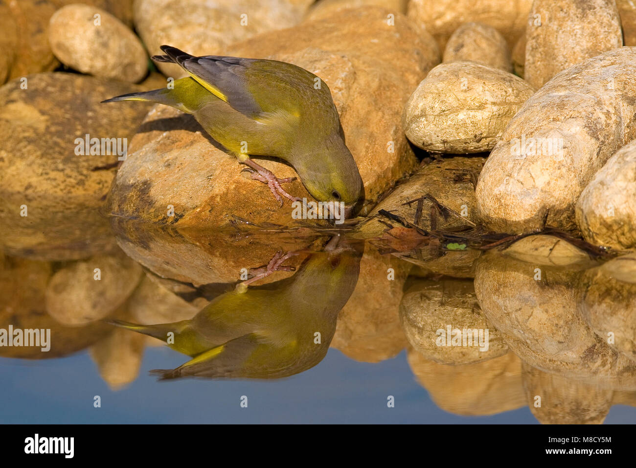 Drinkend mannetje Groenling; Trinken männlichen Europäischen Grünfink Stockfoto