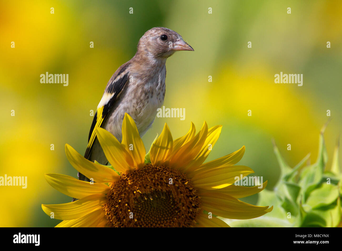 Juveniele Putter op zonnebloem; Juvenile europäischen Stieglitz bei Sonnenblumen Stockfoto