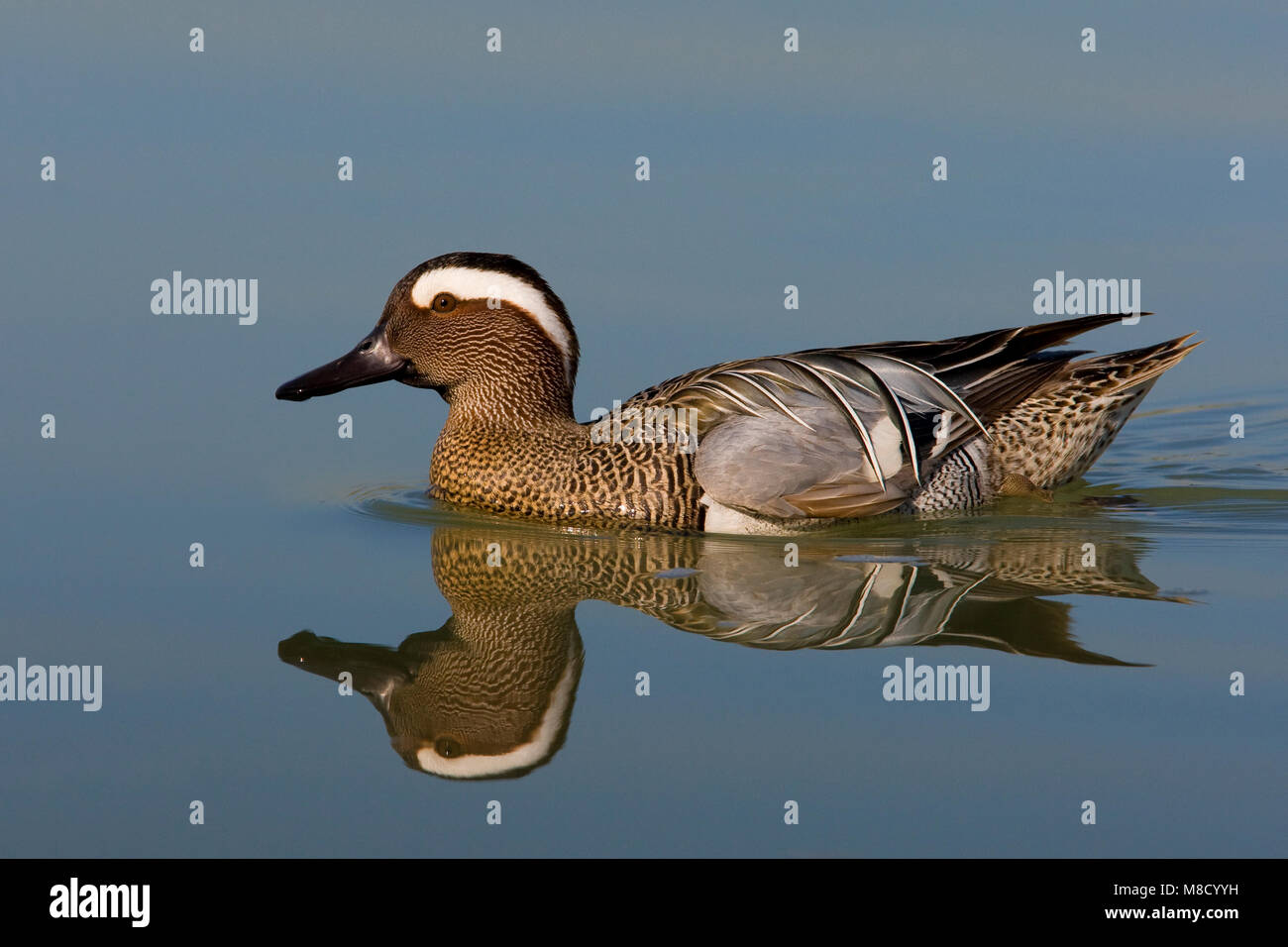 Zwemmend mannetje Zomertaling; Schwimmen männliche Krickente Stockfoto