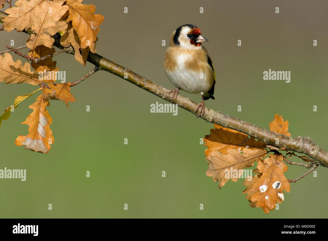 Putter op een Tak; Europäische Goldfinch thront auf einem Zweig Stockfoto