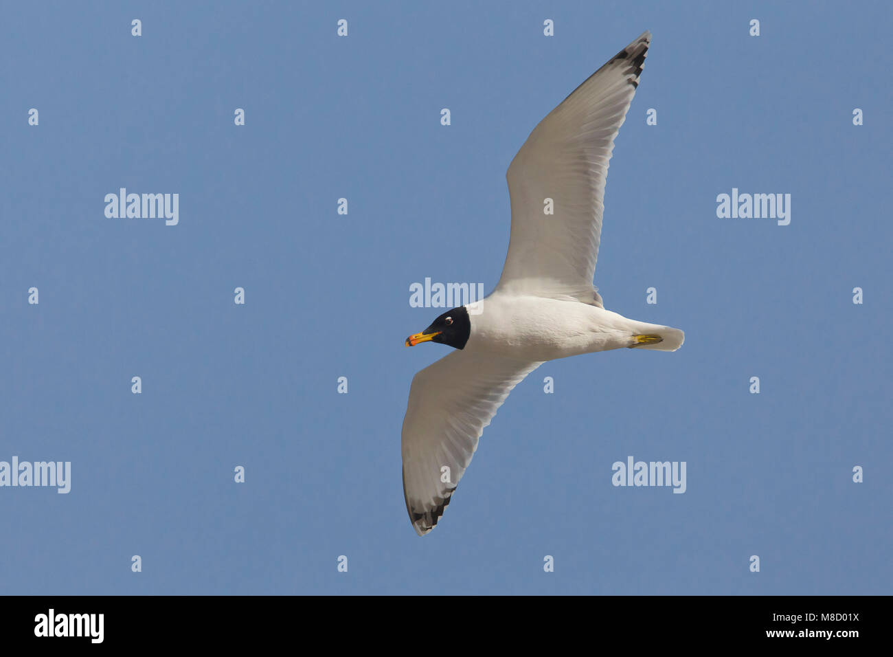 Gabbiano di Pallas; große Lachmöwe; Ichthyaetus ichthyaetus Stockfoto