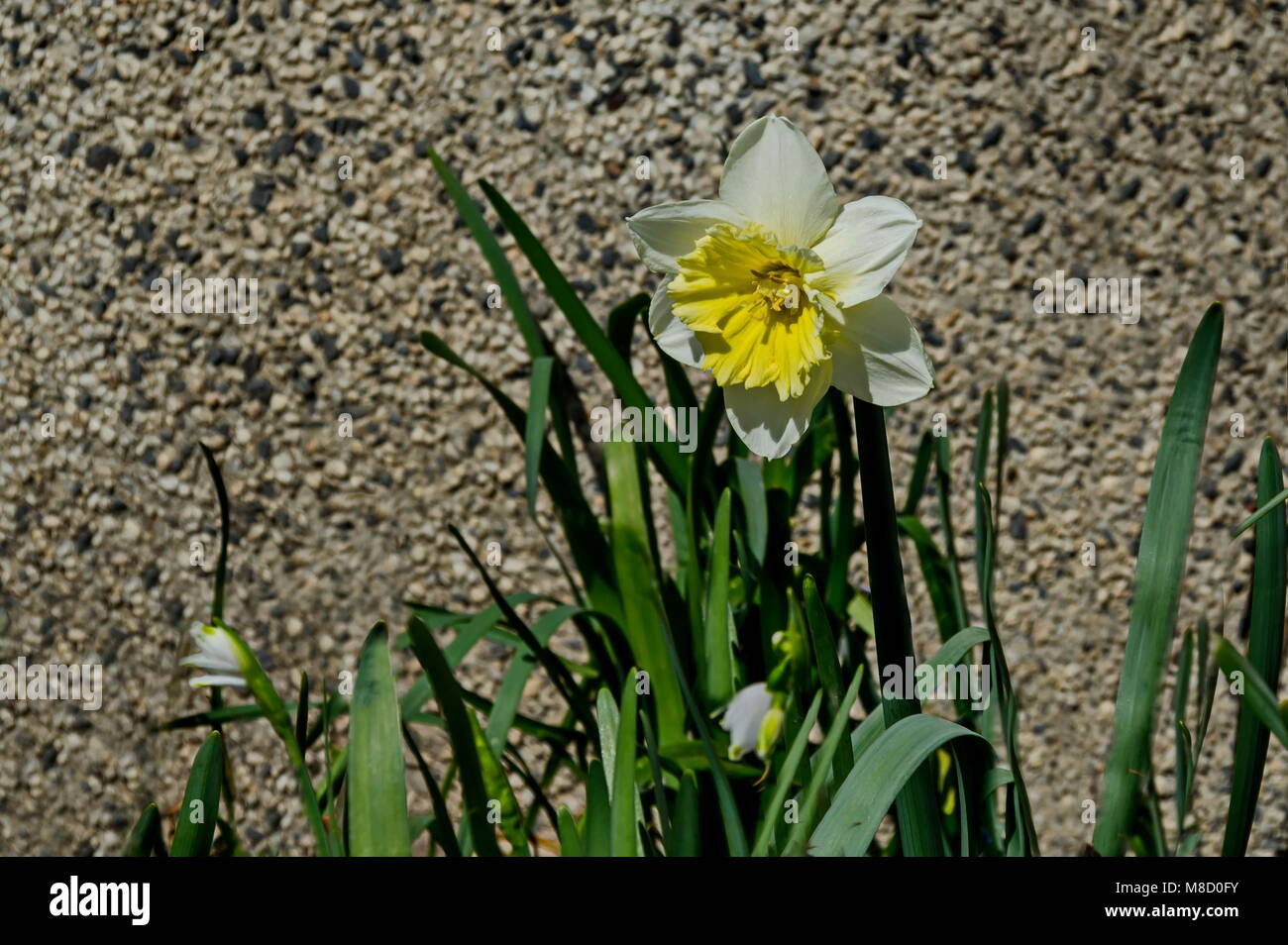 Helle weiße Narzissen oder Narzissen in voller Blüte, Sofia, Bulgarien Stockfoto