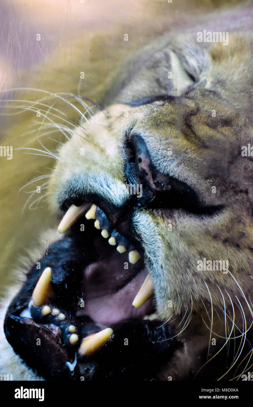 Wütender Löwe (Panthera leo) zeigt Eckzähne auf einem Nahaufnahme-Foto Stockfoto
