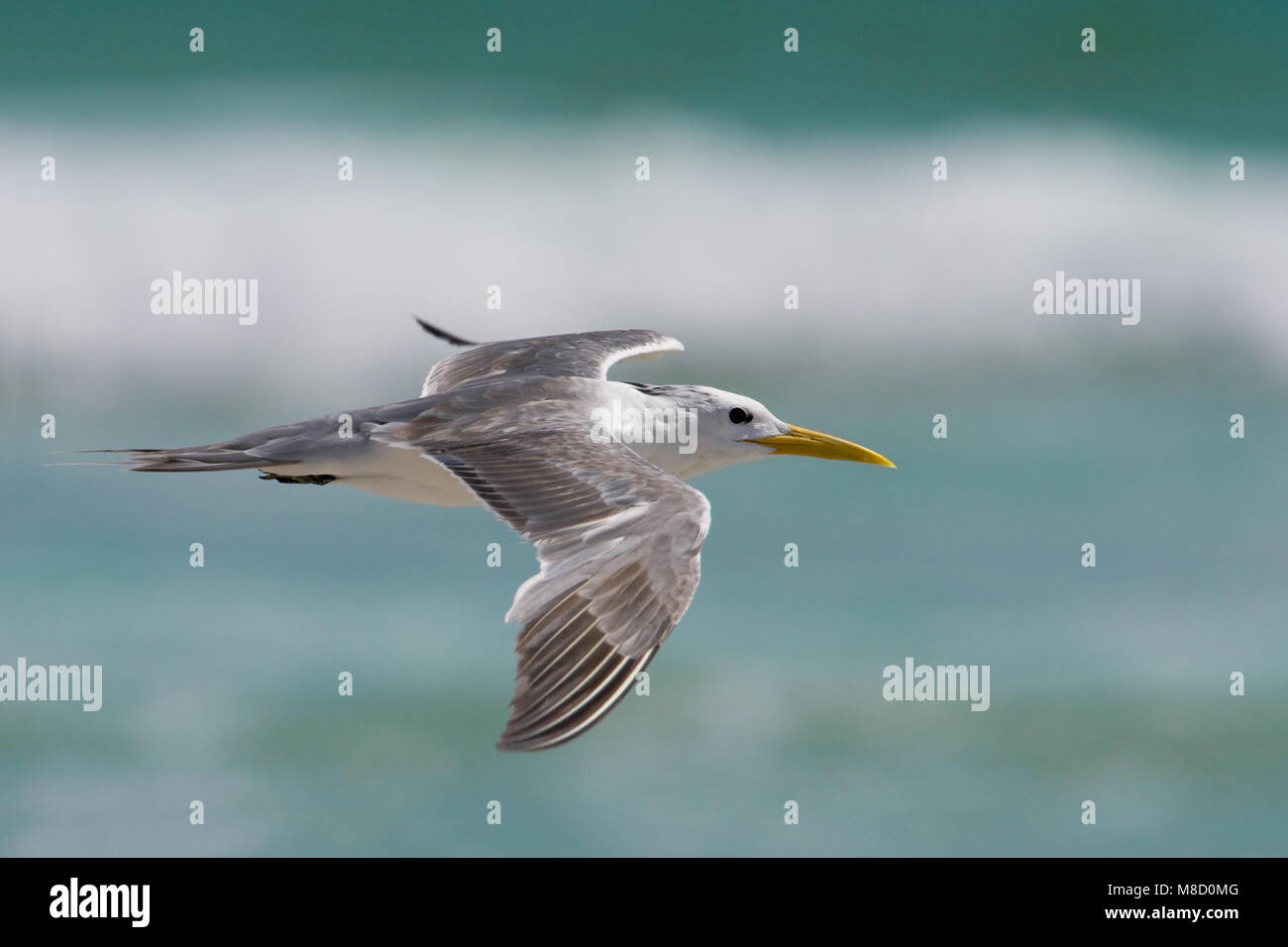 Grote Kuifstern in Vlucht; Swift Tern im Flug Stockfoto