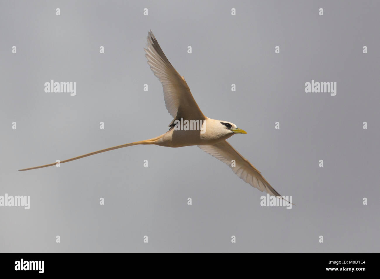 Verdwaalde Witstaartkeerkringvogel op de Azoren; Vagrant White-tailed Tropicbird auf den Azoren Stockfoto