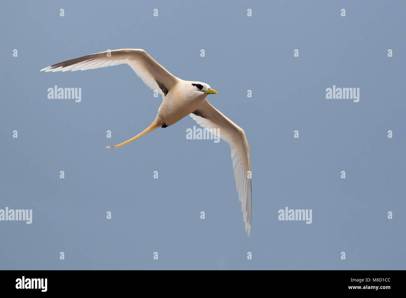 Verdwaalde Witstaartkeerkringvogel op de Azoren; Vagrant White-tailed Tropicbird auf den Azoren Stockfoto