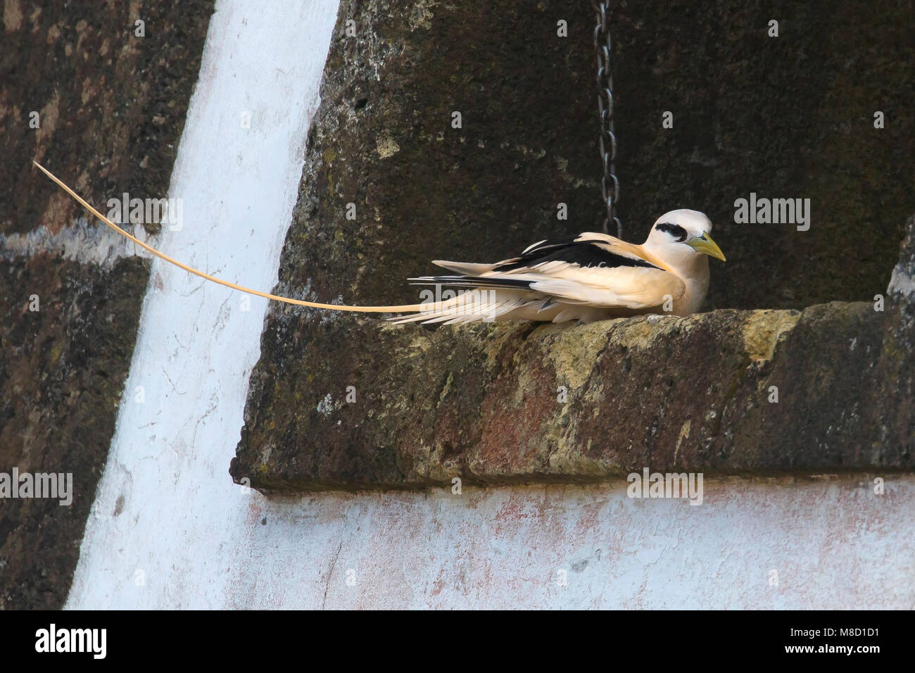 Verdwaalde Witstaartkeerkringvogel op de Azoren rustend op kerktoren; Vagrant White-tailed Tropicbird auf die Azoren im Kirchturm ruhen Stockfoto