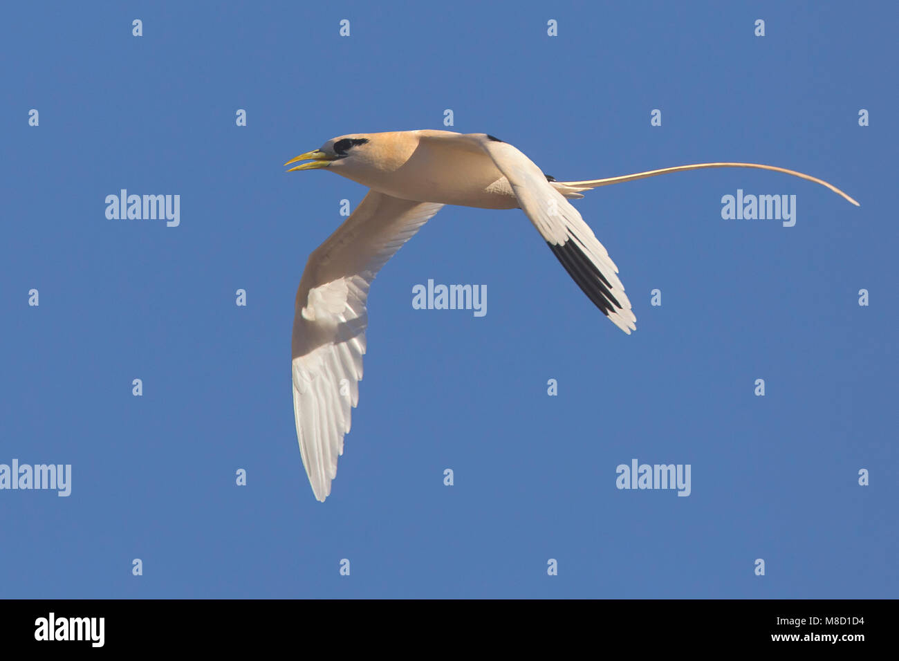 Verdwaalde Witstaartkeerkringvogel op de Azoren; Vagrant White-tailed Tropicbird auf den Azoren Stockfoto