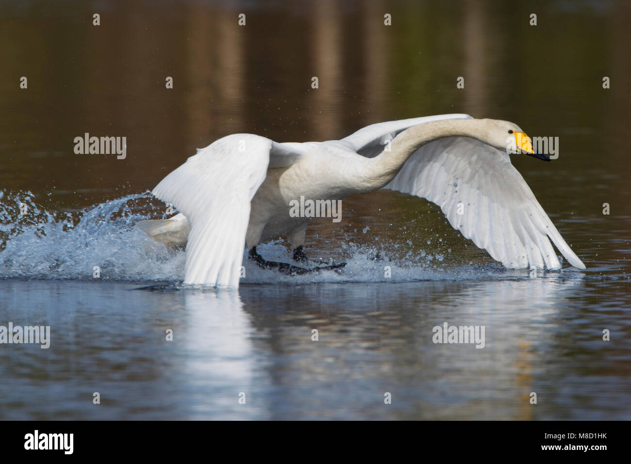 Wilde Zwaan; Singschwan Stockfoto