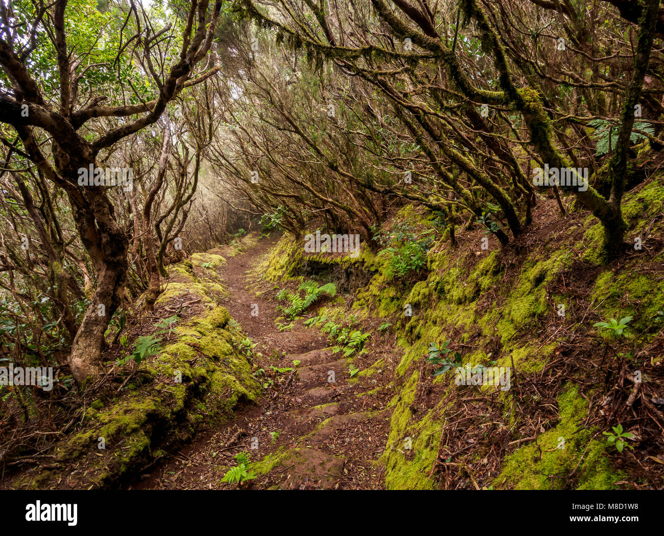 Lorbeerwald, Anaga ländlichen Park, Teneriffa, Kanarische Inseln, Spanien Stockfoto