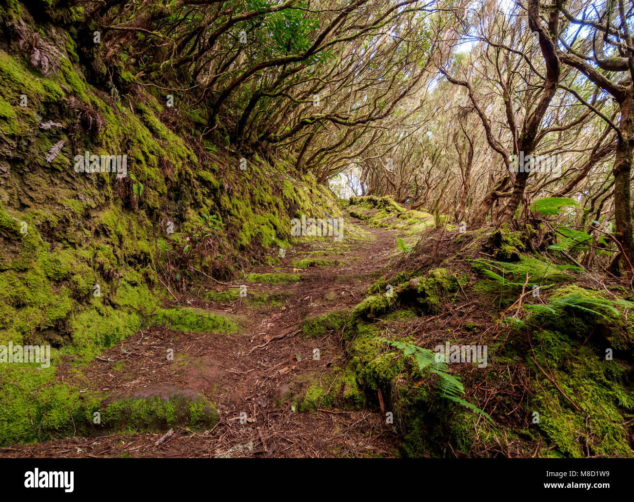 Lorbeerwald, Anaga ländlichen Park, Teneriffa, Kanarische Inseln, Spanien Stockfoto