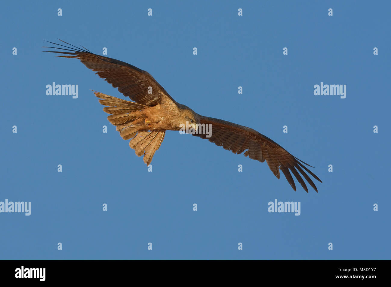 Geelsnavelwouw in de Vlucht; Gelb-billed Kite im Flug Stockfoto