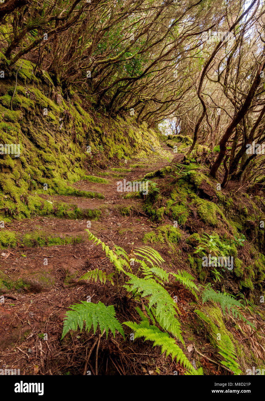 Lorbeerwald, Anaga ländlichen Park, Teneriffa, Kanarische Inseln, Spanien Stockfoto