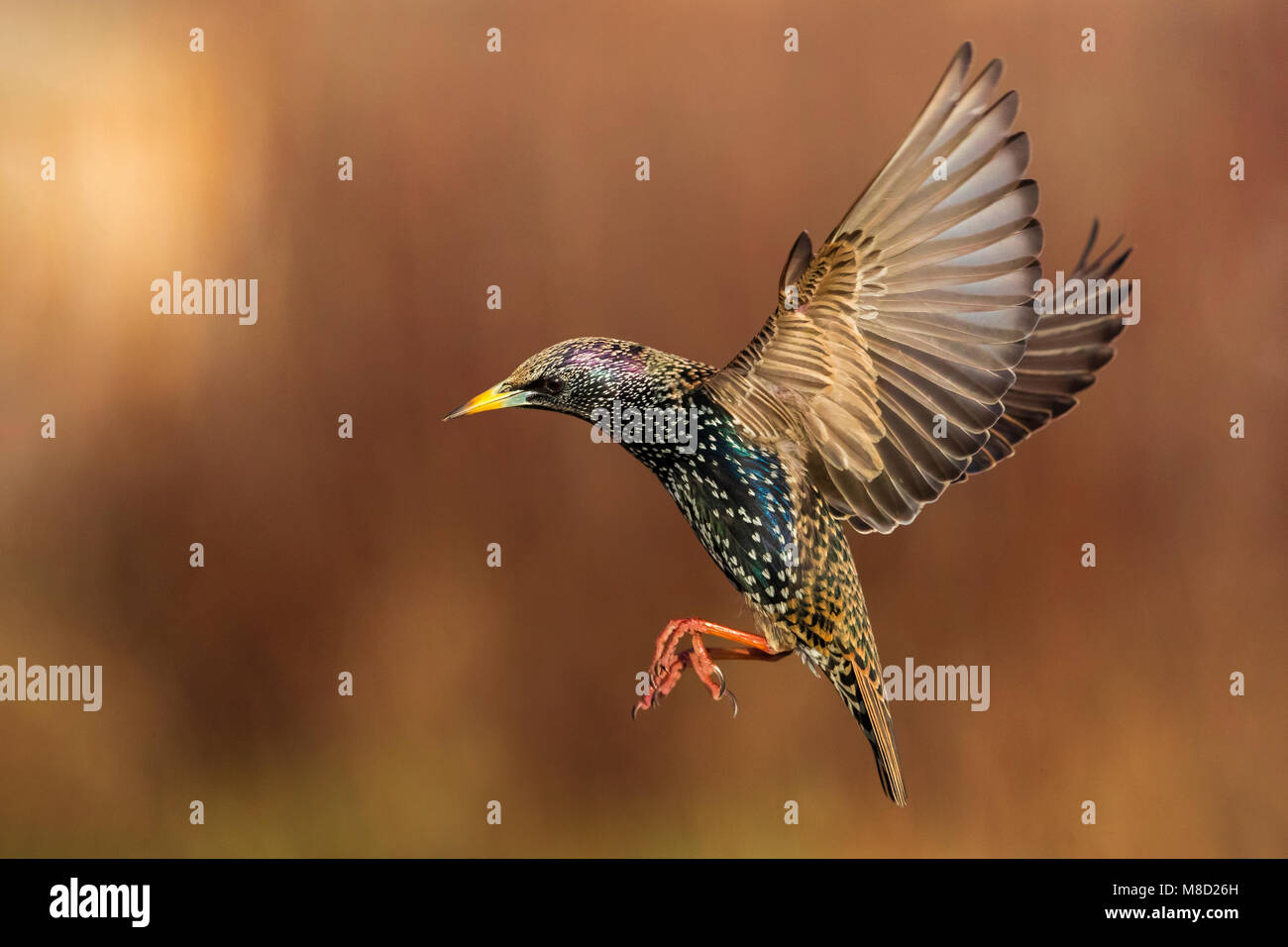 Vliegende Spreeuw voor Ritt achtergrond; Fliegen Starling für die roten farbigen Hintergrund Stockfoto