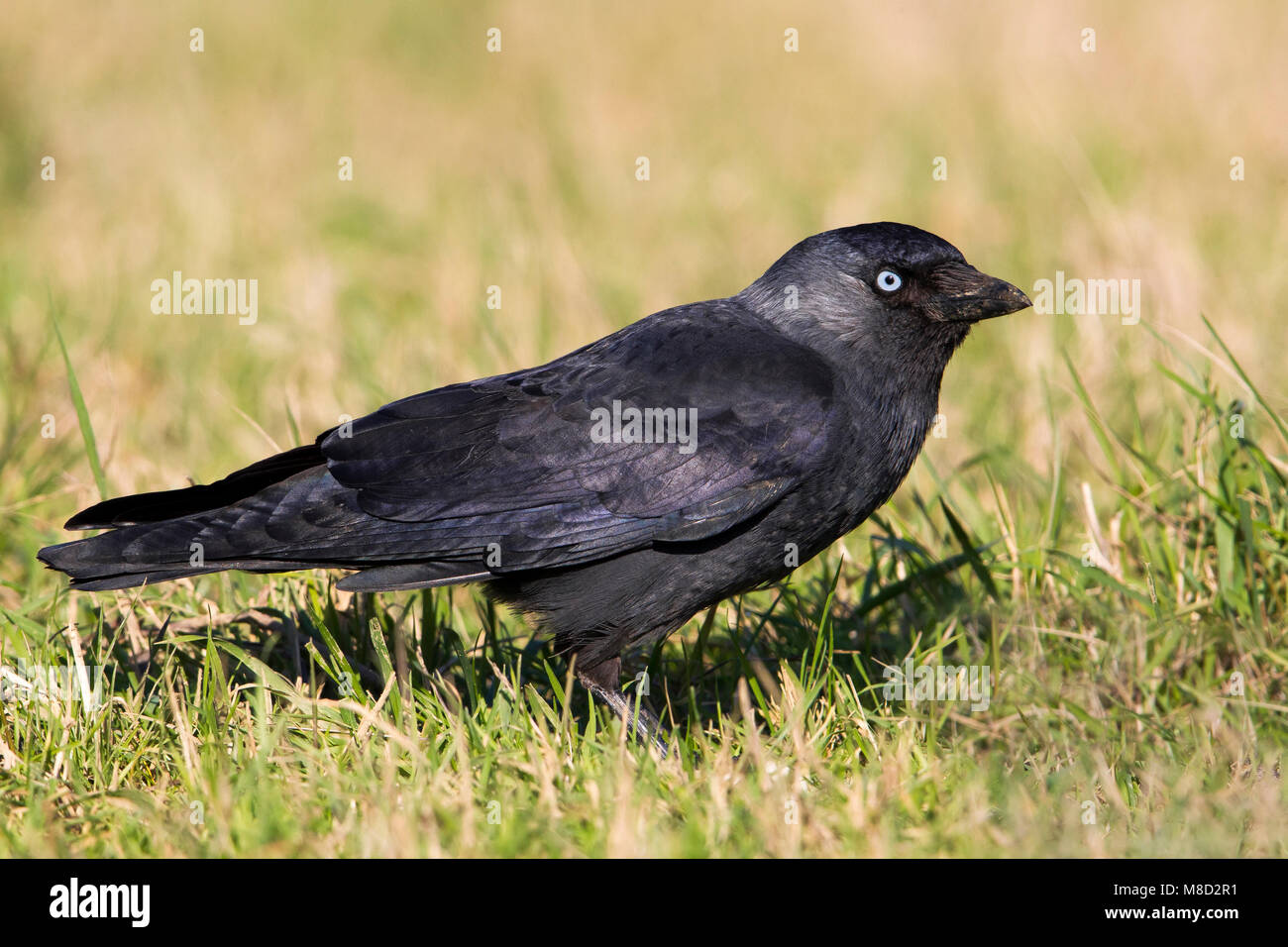 Kauw; Western Jackdaw; Corvus moendula spermologus Stockfoto
