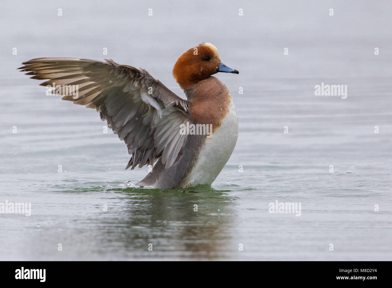 Smient, Eurasischen Pfeifente Stockfoto