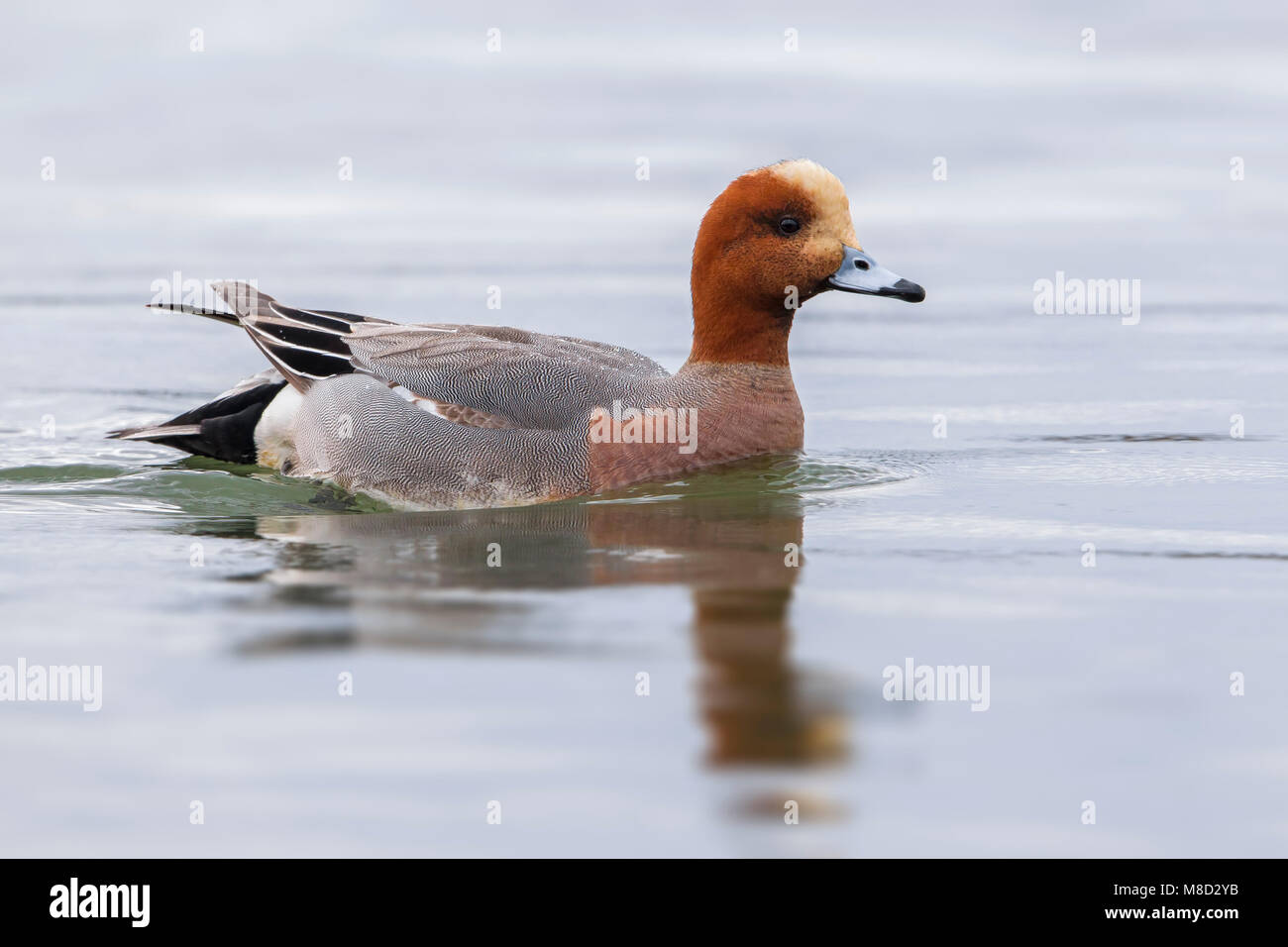 Smient, Eurasischen Pfeifente Stockfoto