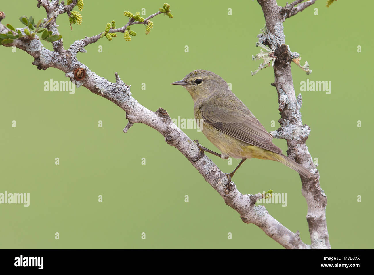 Nach Hidalgo Co., TX Februar 2014 Stockfoto