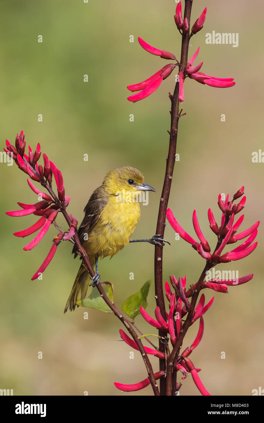 Erwachsene Frau Galveston, TX.de April 2012 Stockfoto