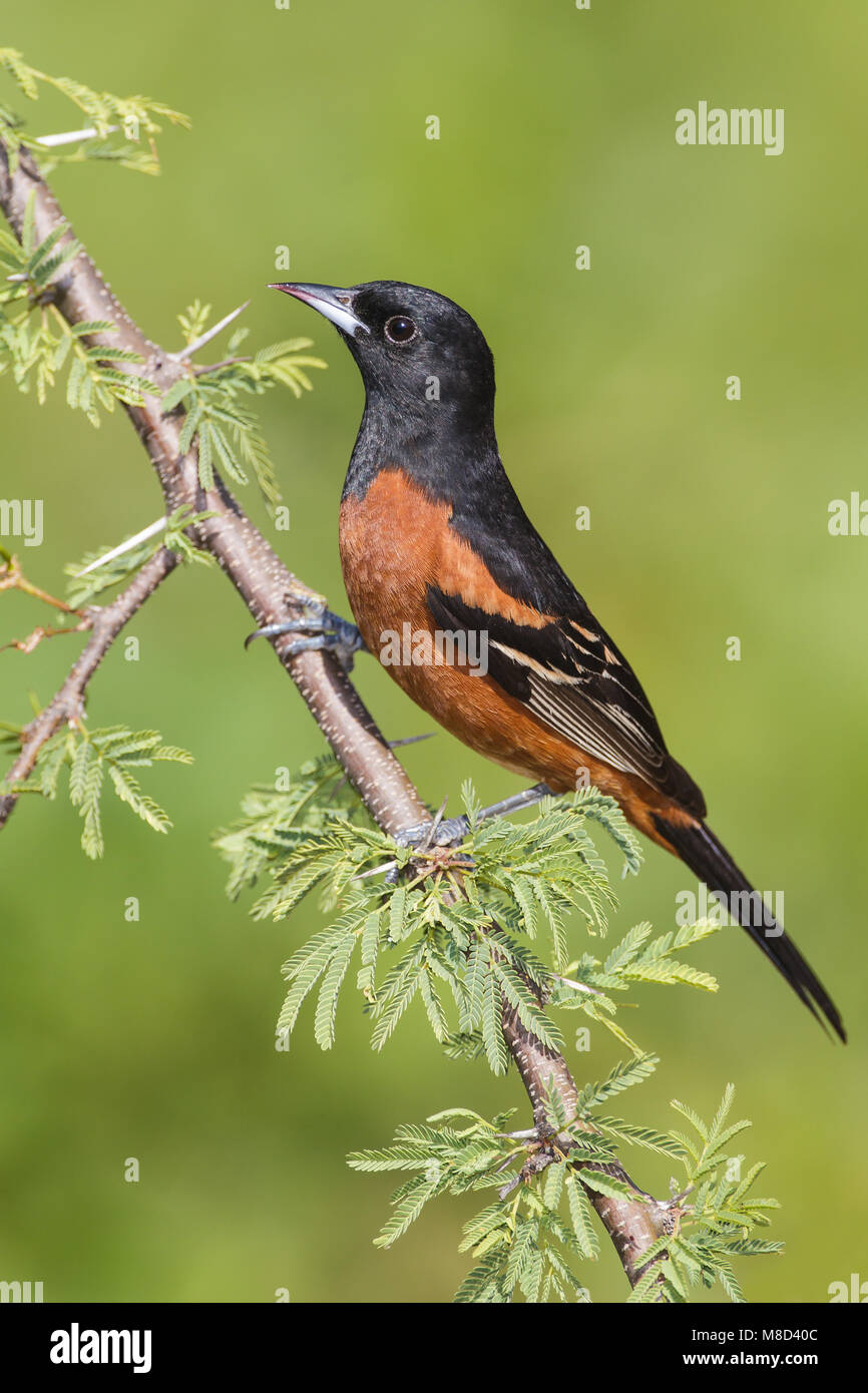 Erwachsene männliche Galveston, TX.de April 2012 Stockfoto