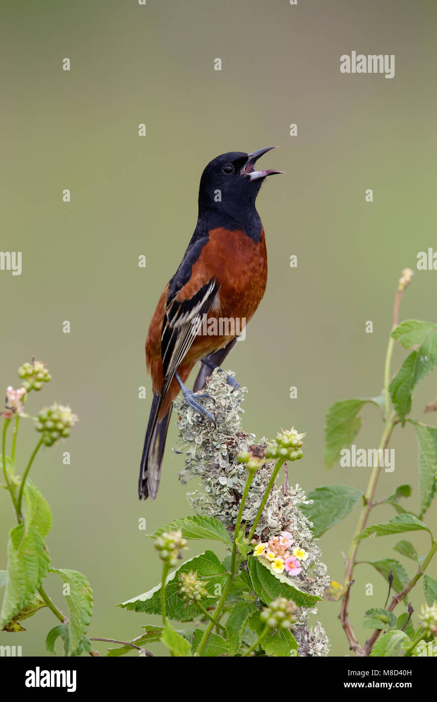 Erwachsene männliche Galveston, TX.de April 2015 Stockfoto
