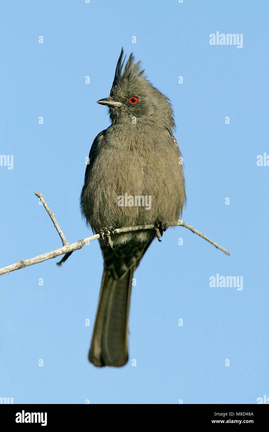 Erwachsene Frau Kern Co., CA Januar 2005 Stockfoto