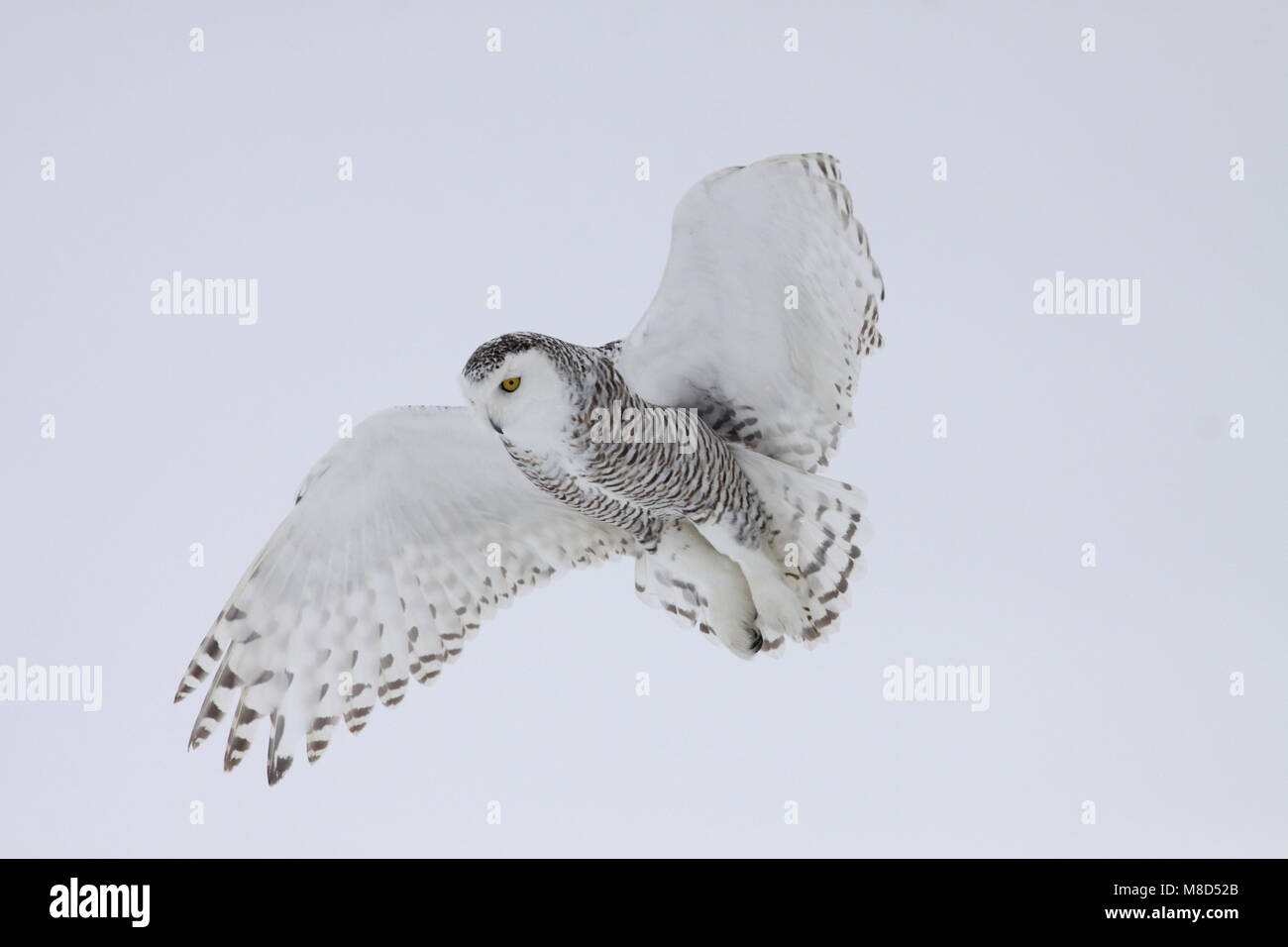 Sneeuwuil vliegend; Schnee-eule fliegen Stockfoto