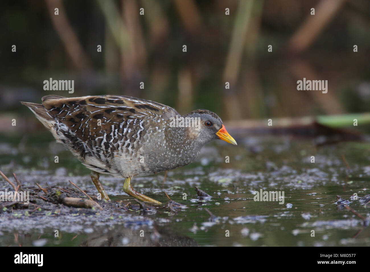 In moeras Porseleinhoen volwassen; Tüpfelsumpfhuhn Erwachsener in Marsh Stockfoto