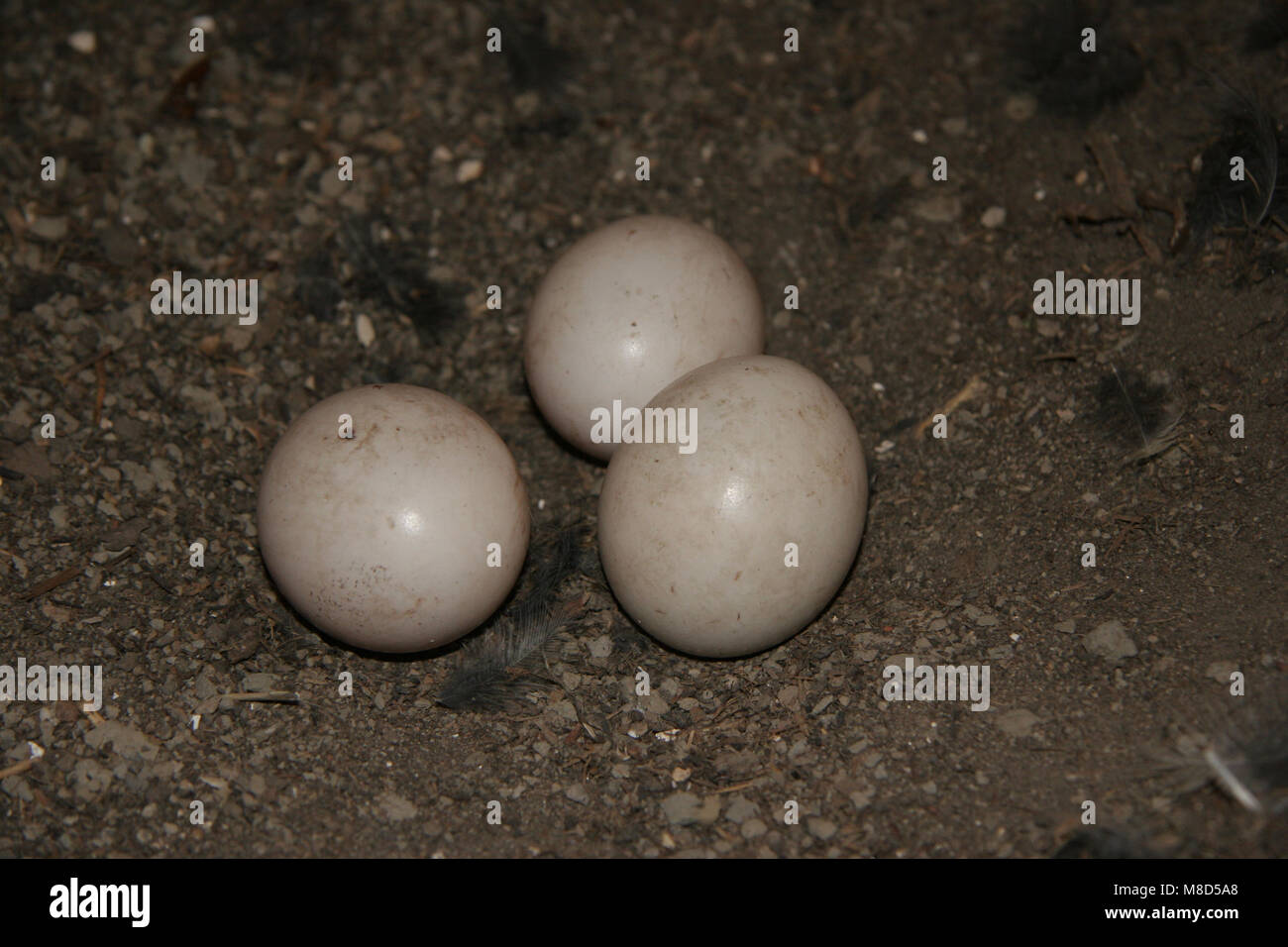 Bosuil; Waldkauz Stockfoto