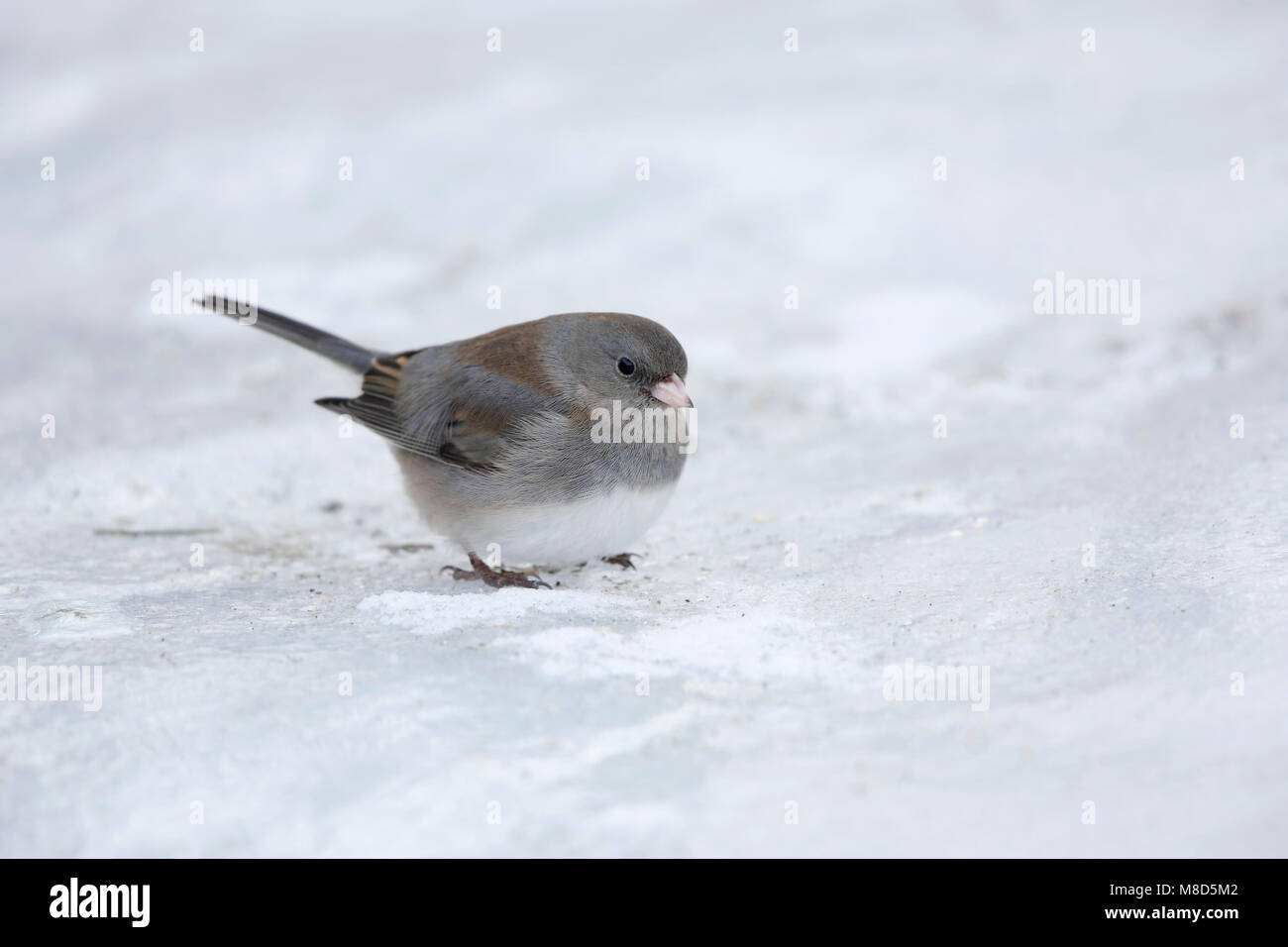Grijze Junco, Dark-eyed Junco, Junco hyemalis Stockfoto