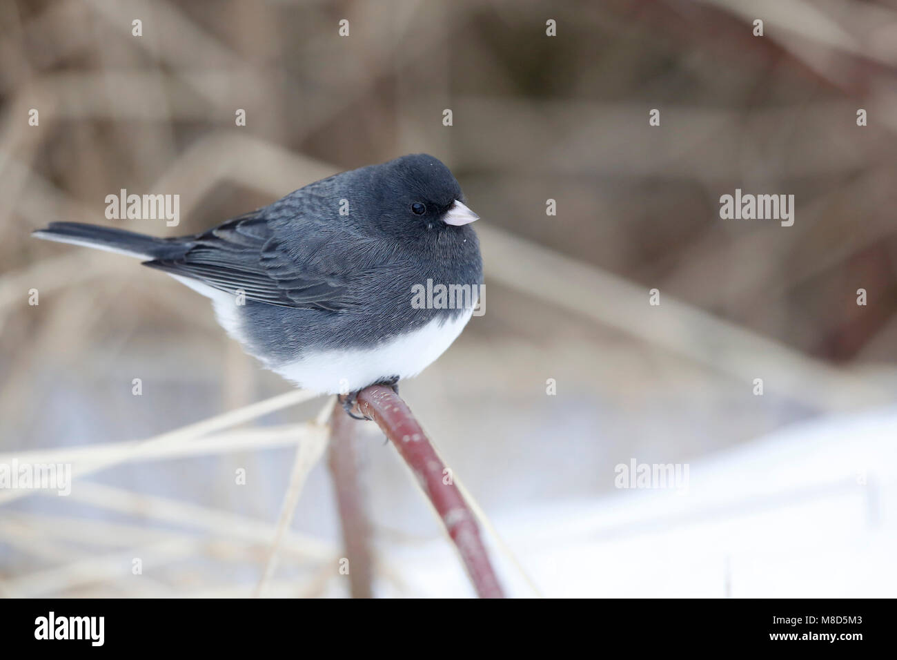 Grijze Junco, Dark-eyed Junco, Junco hyemalis Stockfoto