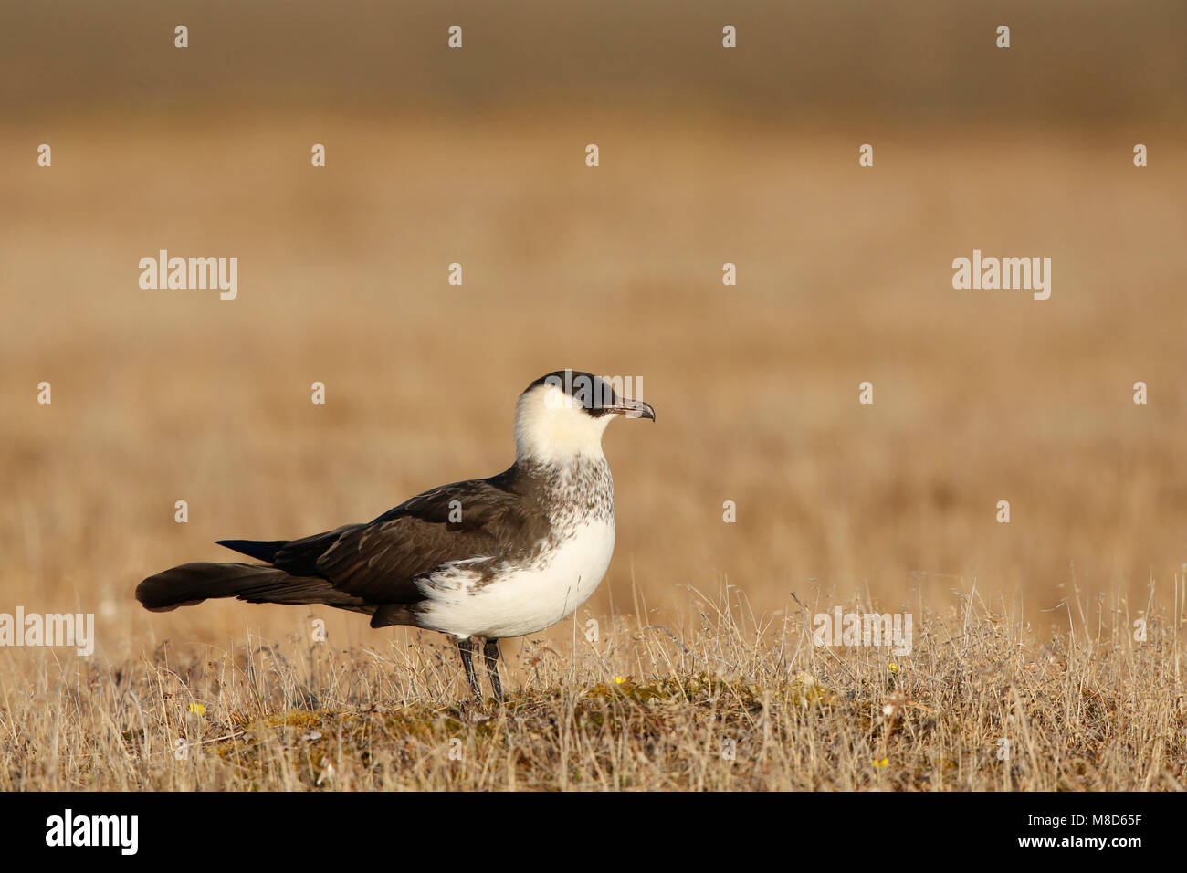 Lichte Fase middelste Jager; Licht morph Pomarine Jaeger Stockfoto