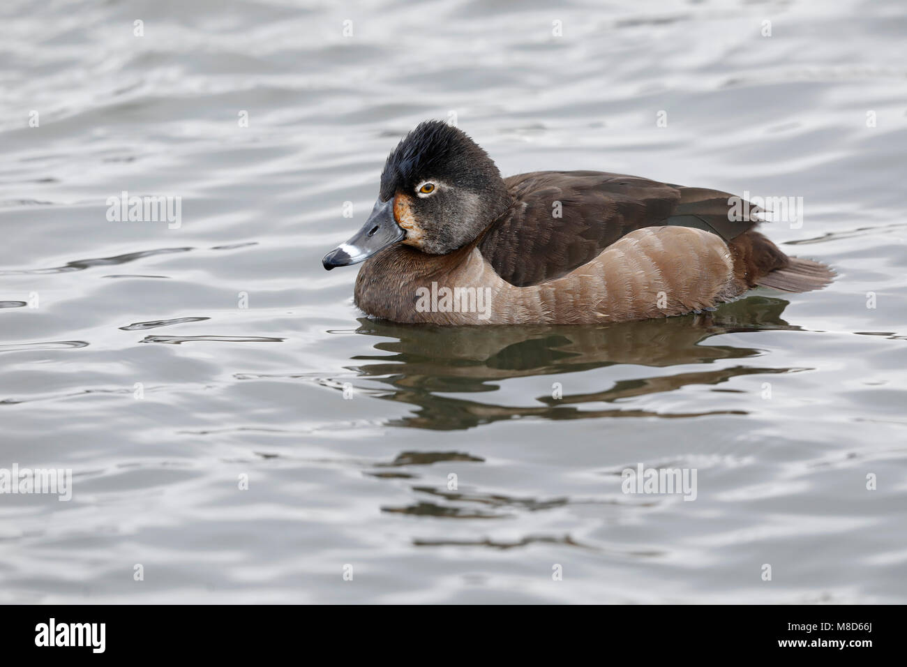 Vrouwtje Ringsnaveleend zwemmend; weibliche Ring-necked Duck, Aythya collaris, Schwimmen Stockfoto