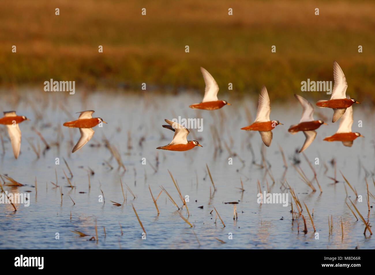 Vliegende Rosse Franjepoten; Fliegen Grey Phalarope Stockfoto