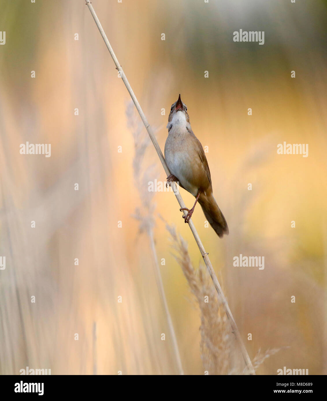 Snor; der Savi Warbler; Stockfoto