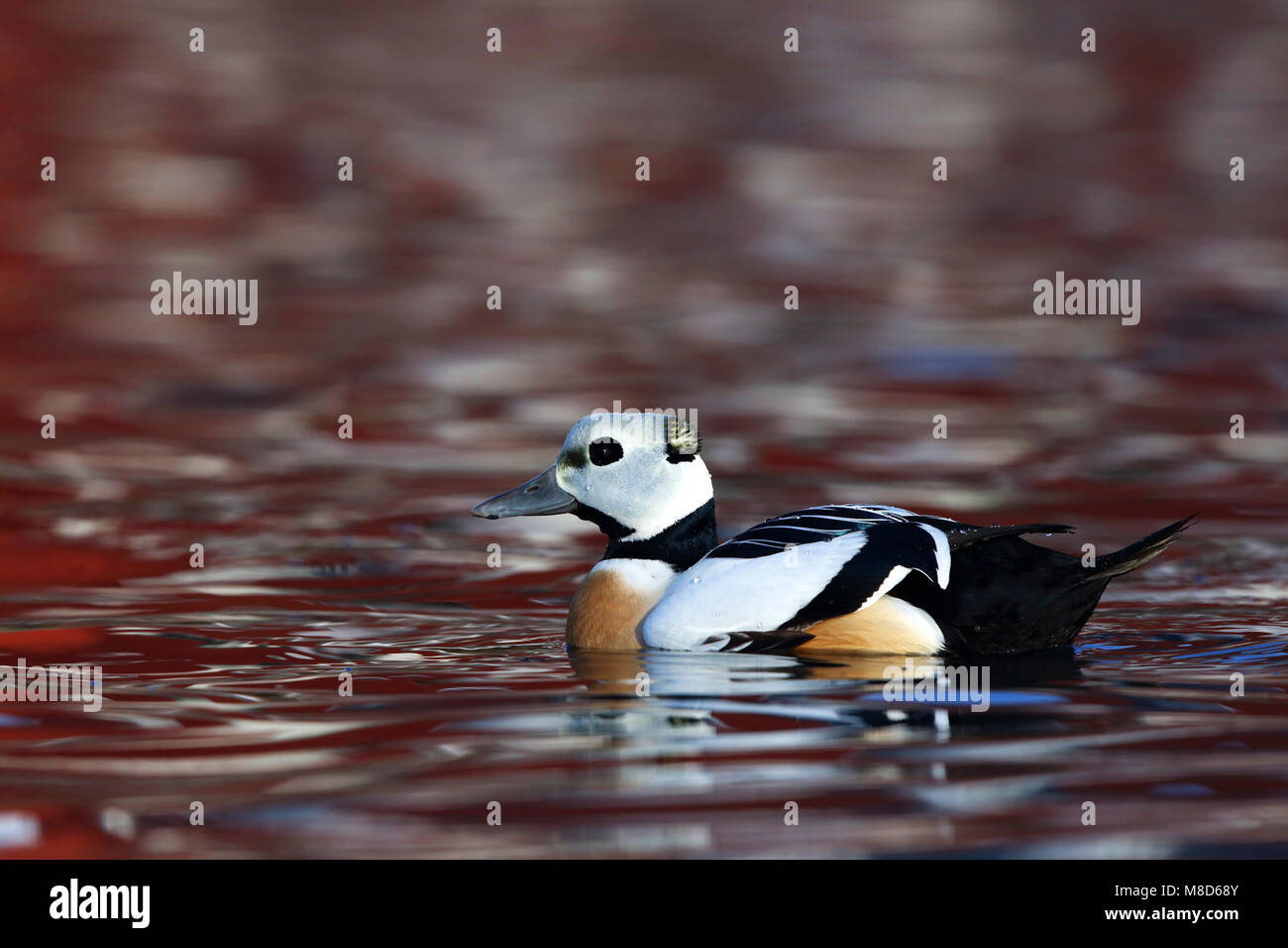 Stellers eider in De Haven; bedrohte Scheckente im Seehafen Stockfoto