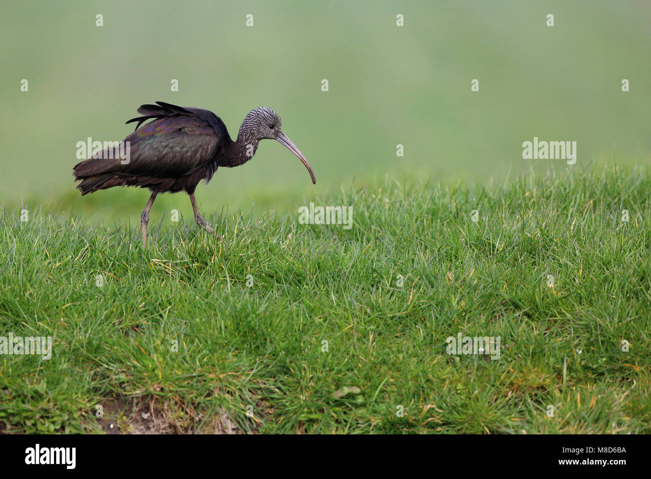Zwarte Ibis in een Weiland; Glänzend Ibis in einer Wiese Stockfoto