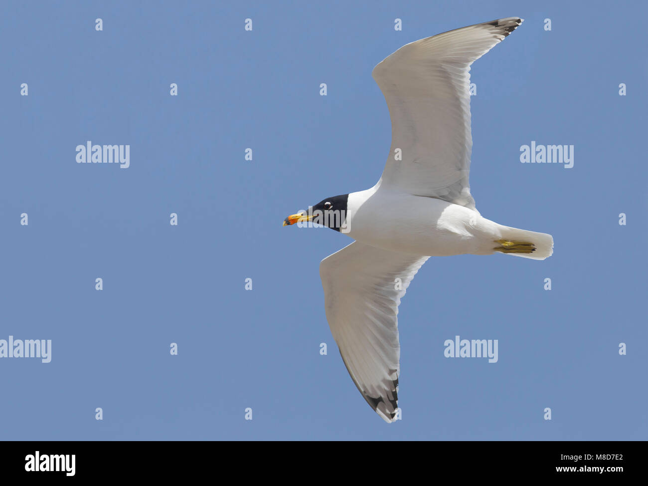 Gabbiano di Pallas; große Lachmöwe; Ichthyaetus ichthyaetus Stockfoto