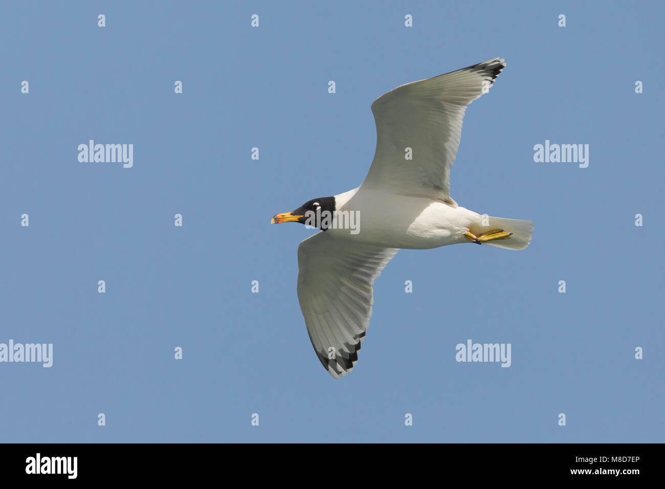 Gabbiano di Pallas; große Lachmöwe; Ichthyaetus ichthyaetus Stockfoto