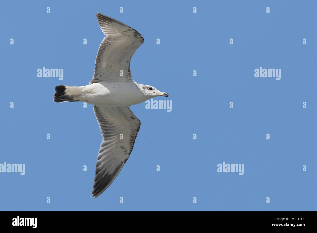 Gabbiano di Pallas; große Lachmöwe; Ichthyaetus ichthyaetus Stockfoto