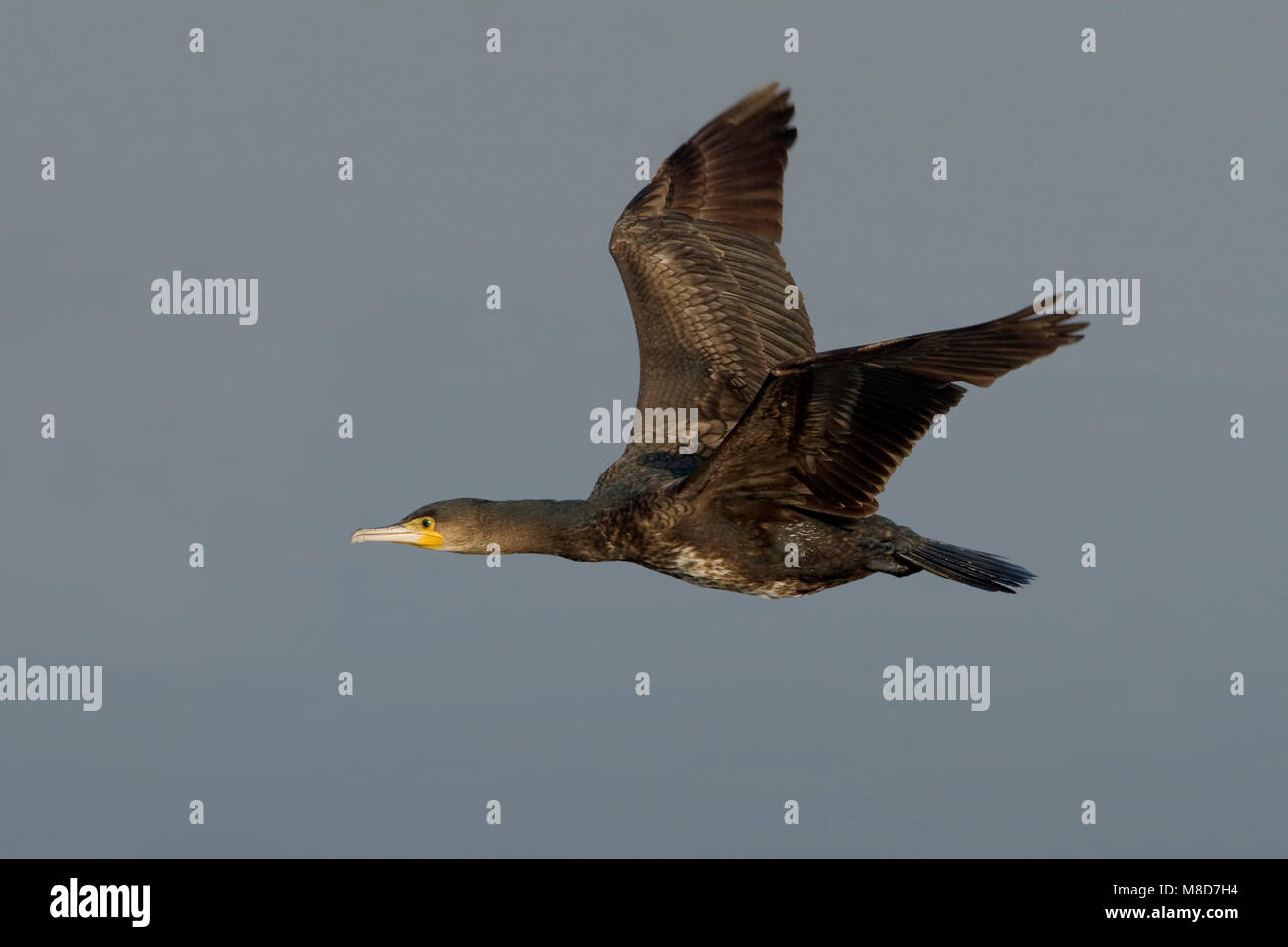 Aalscholver in de Vlucht; Kormoran im Flug Stockfoto