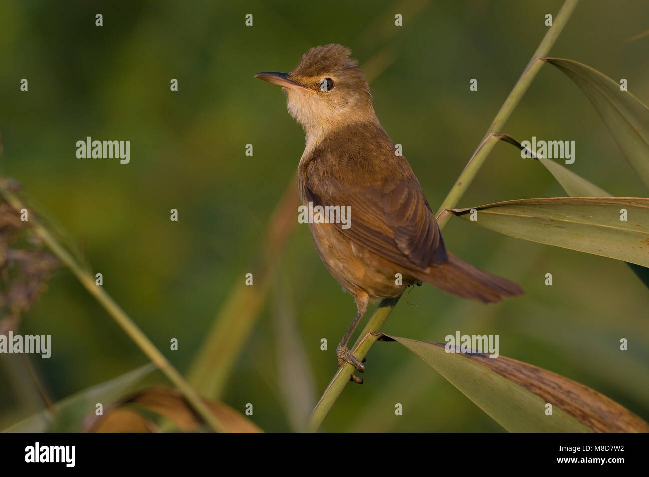 Grote Karekiet zittend in riet; Great Reed Warbler in Schilf gehockt Stockfoto