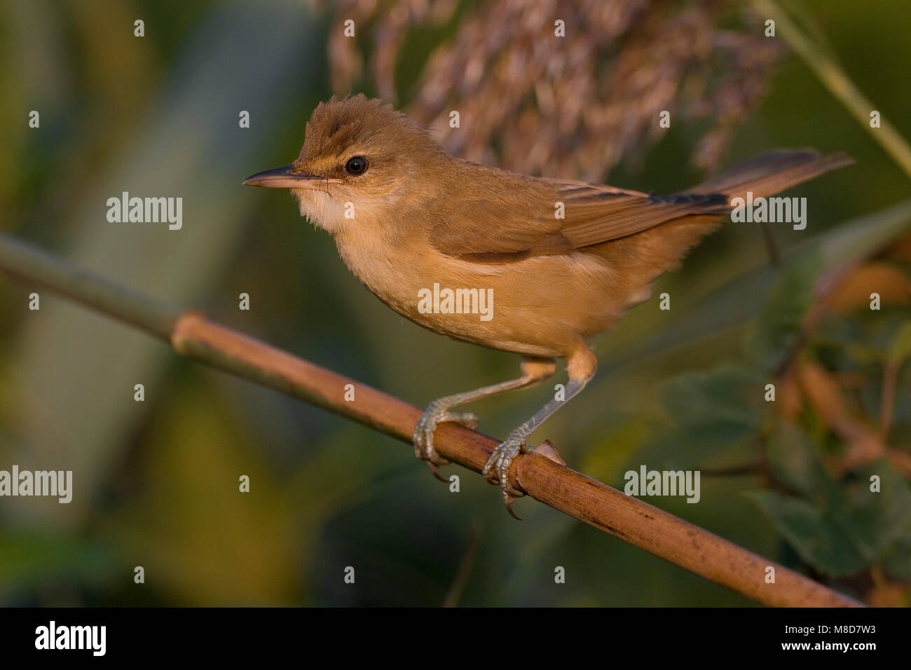 Grote Karekiet zittend in riet; Great Reed Warbler in Schilf gehockt Stockfoto