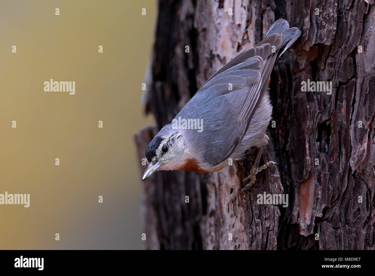 Turkse Boomklever tegen een Boom; Krupers Kleiber gegen Baum Stockfoto