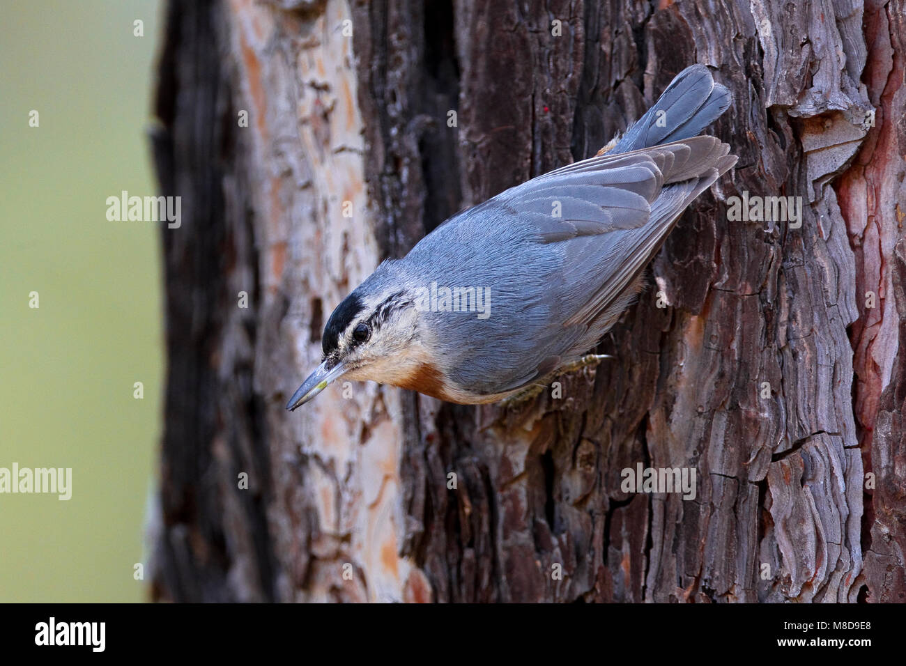 Turkse Boomklever tegen een Boom; Krupers Kleiber gegen Baum Stockfoto