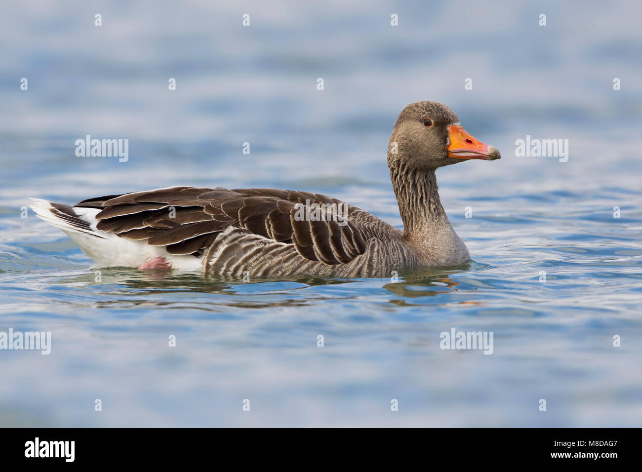 Grauwe Gans; Graugans; Anser anser Stockfoto