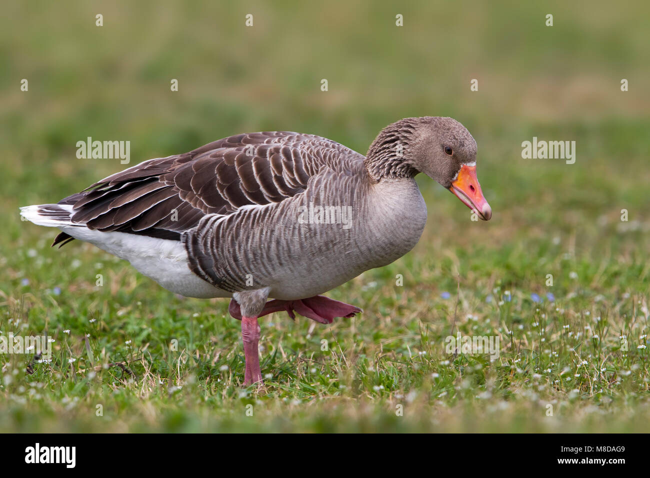Grauwe Gans; Graugans; Anser anser Stockfoto