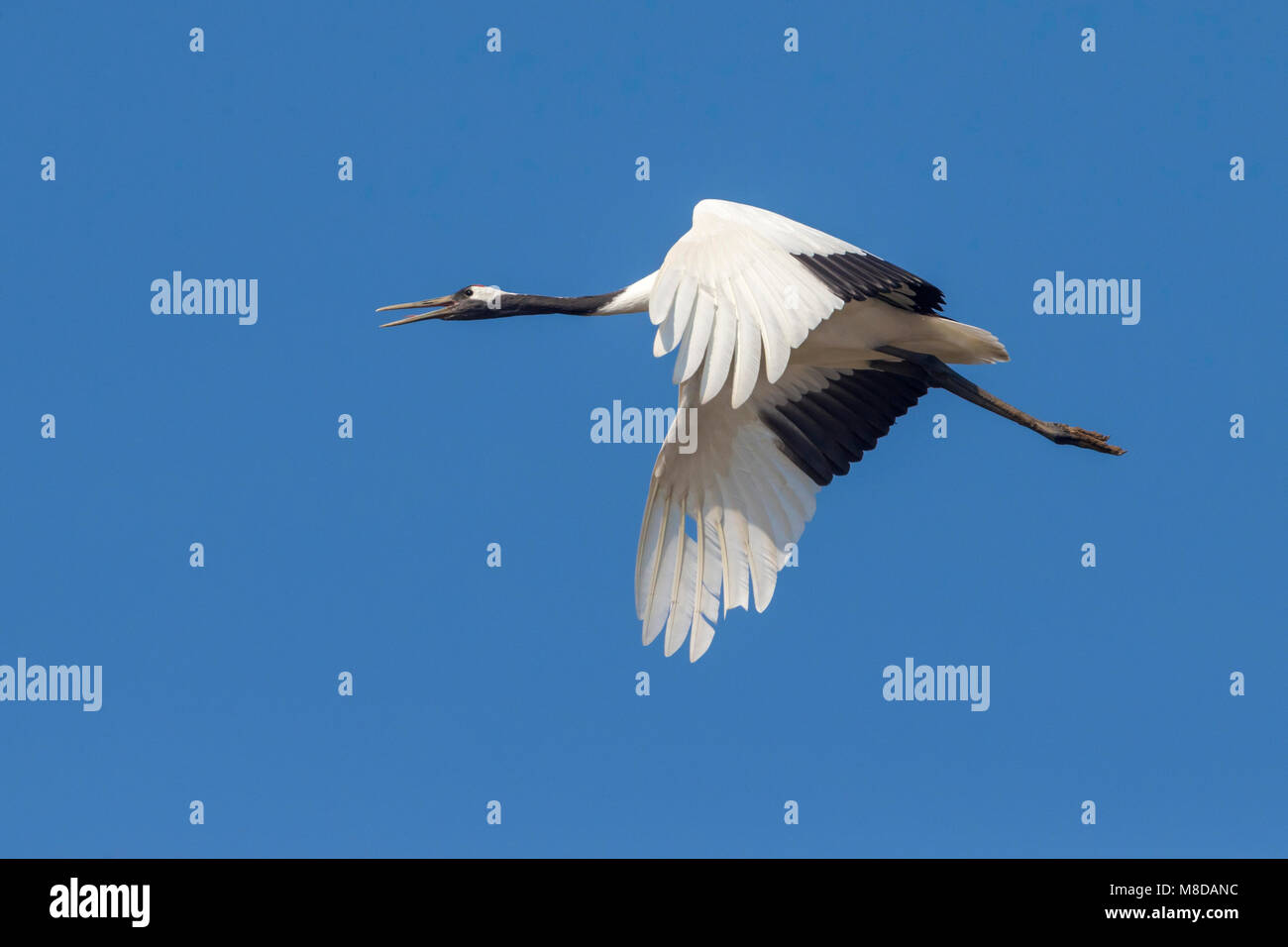 Chinesische Kraanvogel in Vlucht; rot-gekrönten Kranich im Flug Stockfoto