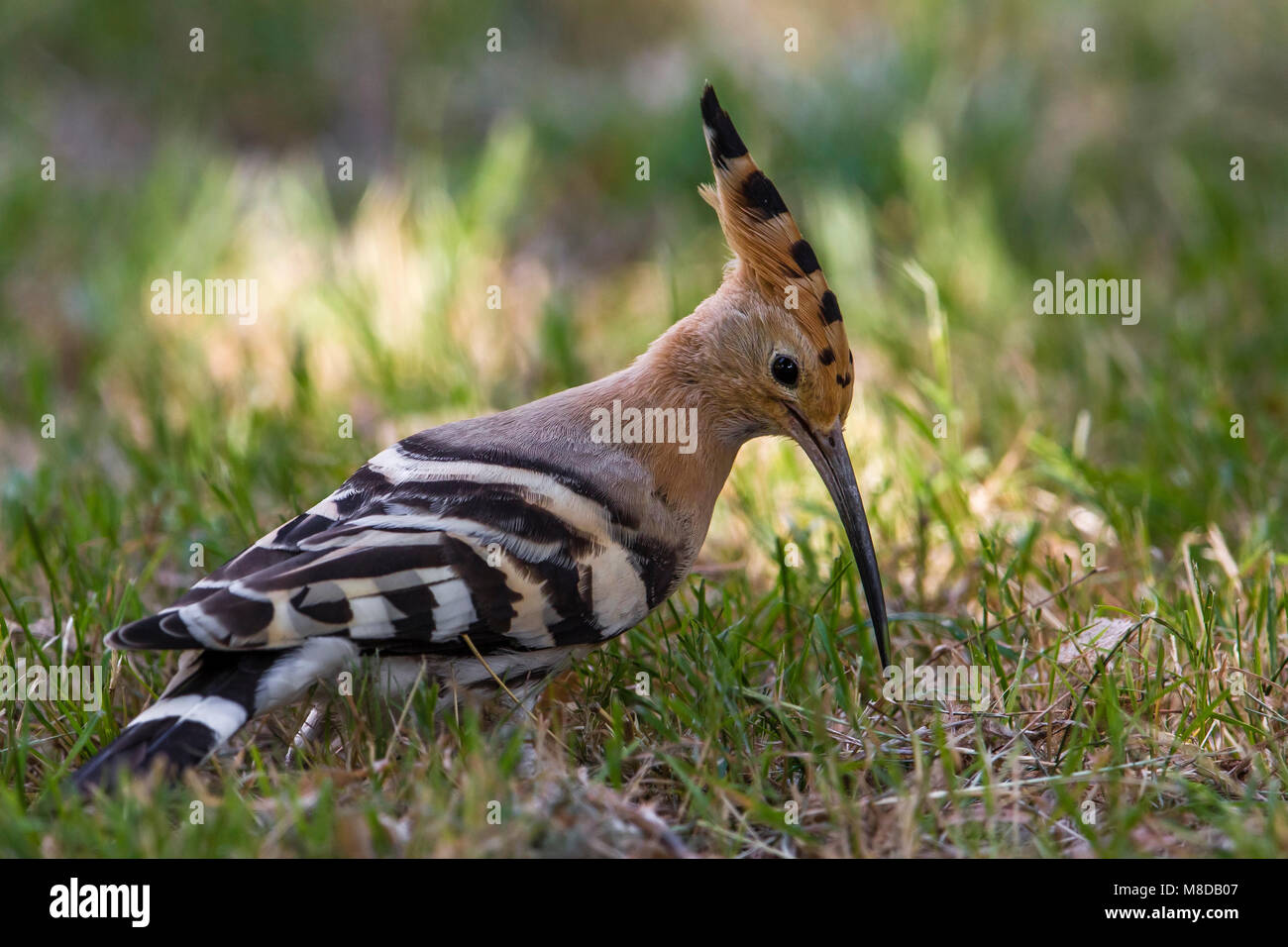 Hop foeragerend Op de Grond; Hopooe nahrungssuche am Boden Stockfoto